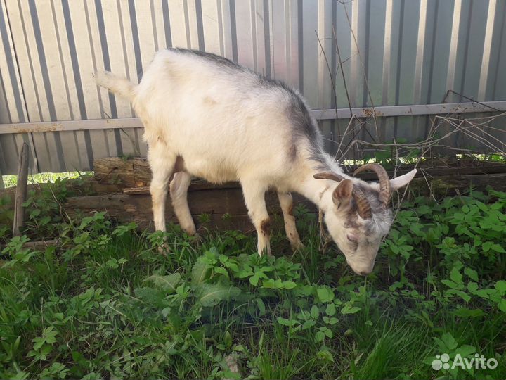 Козы и козлята продажа