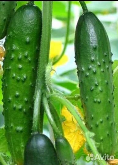 Семена Огурчиков СССР