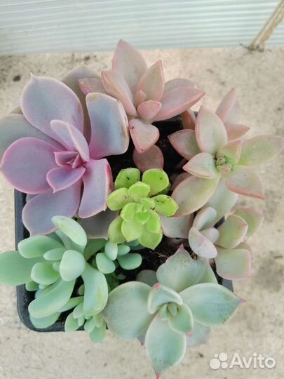 Микс суккуленты
