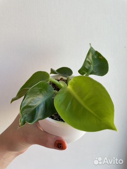 Филодендрон Мунлайт