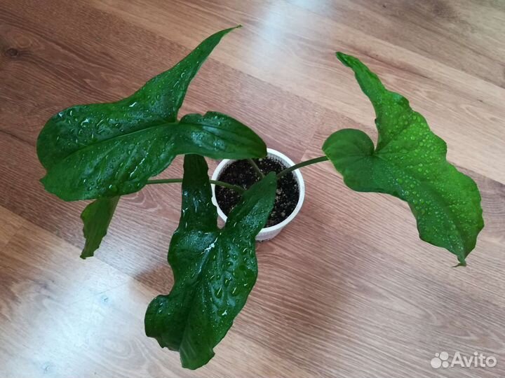 Цветы комнатные