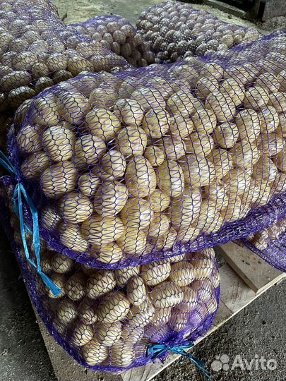 Беби картофель