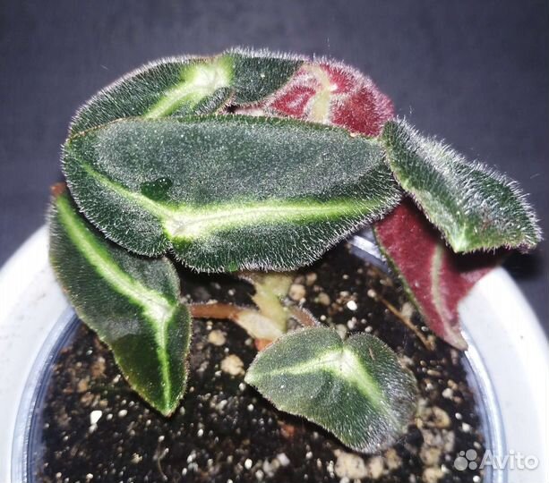 Бегония Листада