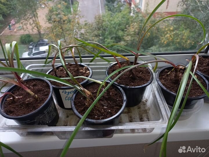 Зефирантес