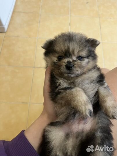 Померанский шпиц