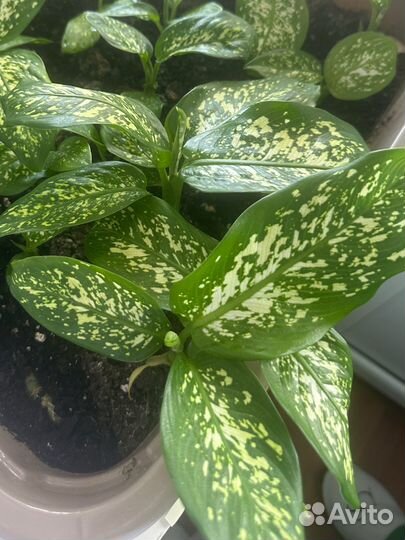 Комнатные растения и цветы