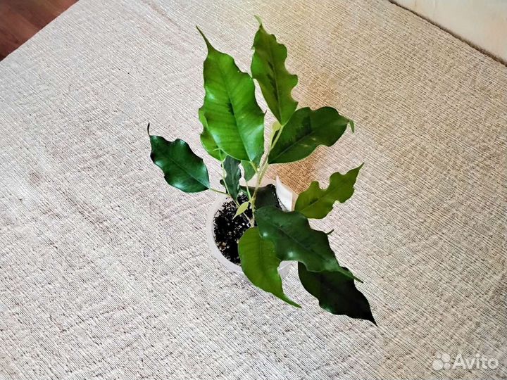 Фикусы сортовые комнатные растения