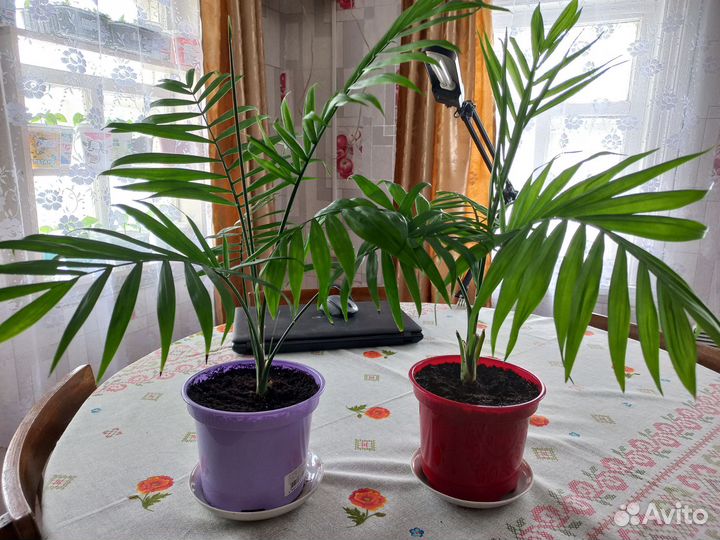 Комнатные растения цветы