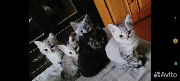 Британские котята
