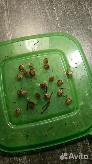 Улитки архахатины и ахатины