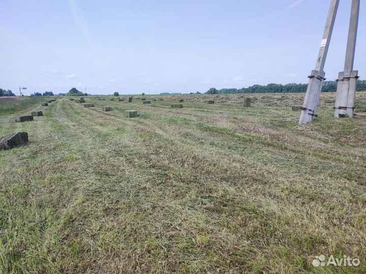 Сено люцерны в тюках