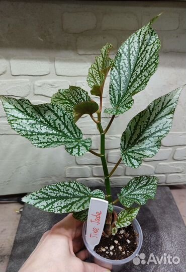 Бегония тростниковая Tike Jade