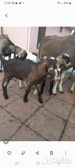 Козлята ламанча