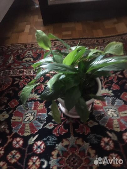 Спатифиллум