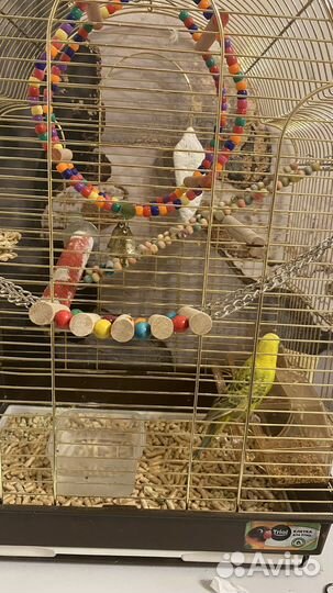 Волнистый попугай с клеткой