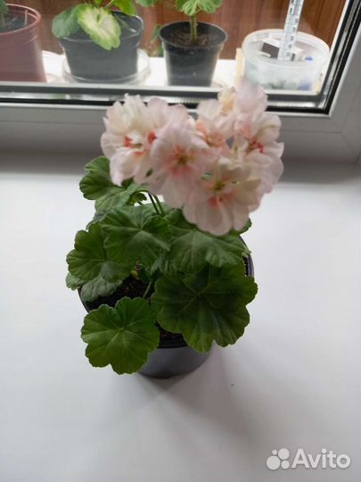 Пеларгония герань