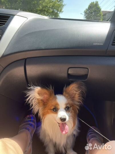 Папийон вязка