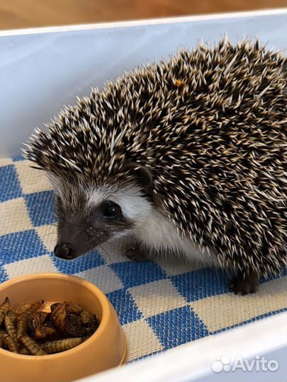 Передержка животных