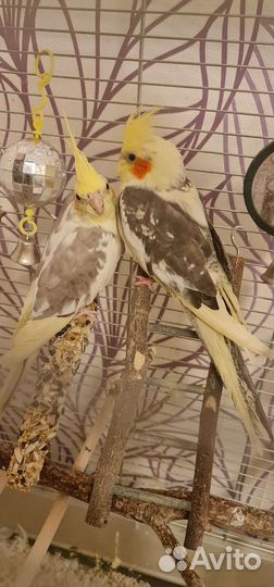 Пара корелл