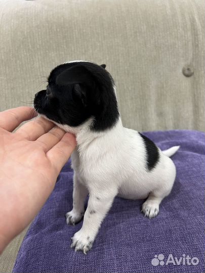 Чихуахуа мини