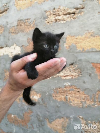 Котенок, мальчик 2 мес