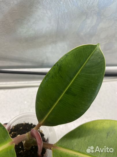 Фикус Шривериана