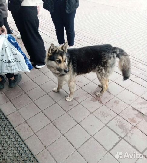 Восточноевропейская овчарка