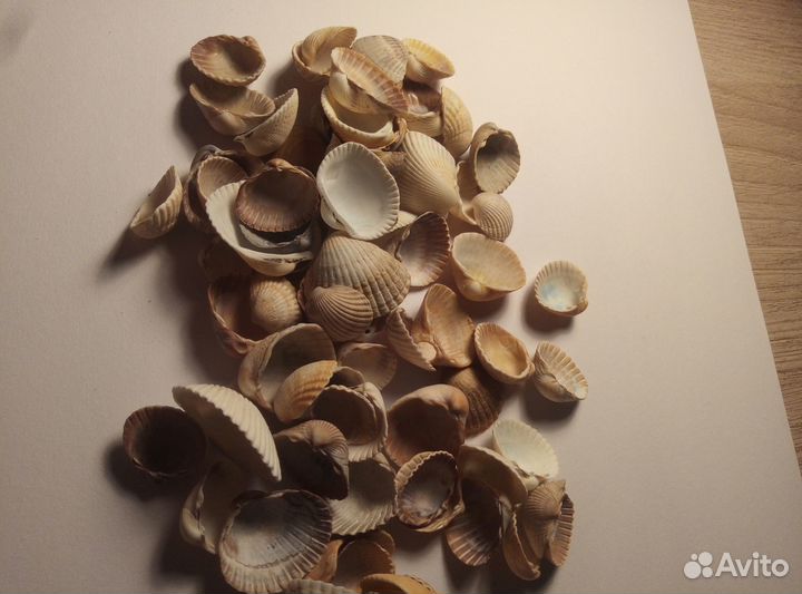Морские ракушки