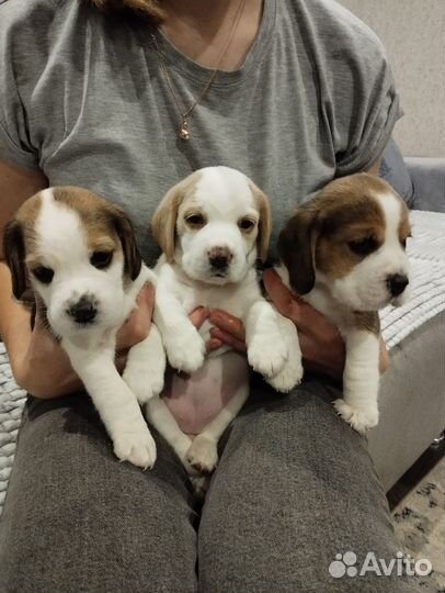 Щенки бигль
