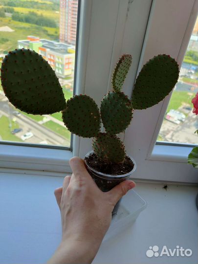 Кактус опунция