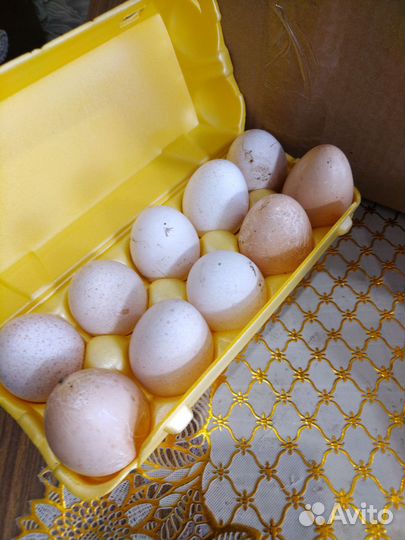 Яйцо домашнее инкубационное