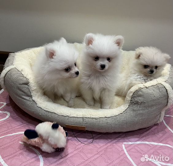 Померанский шпиц