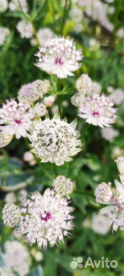 Астранции садовые многолетник