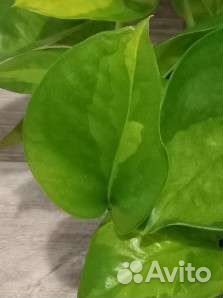 Сциндапсус Глобал Грин