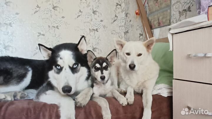 Щенки хаски бесплатно