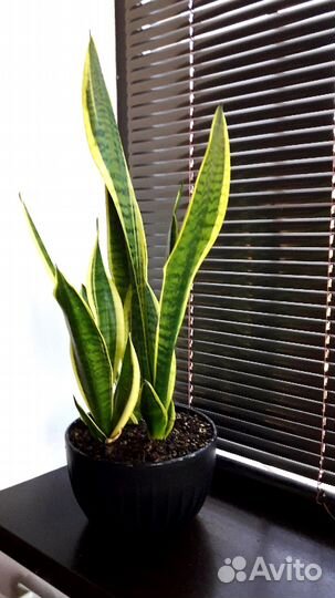 Сансевиерия trifasciata Futura Superba