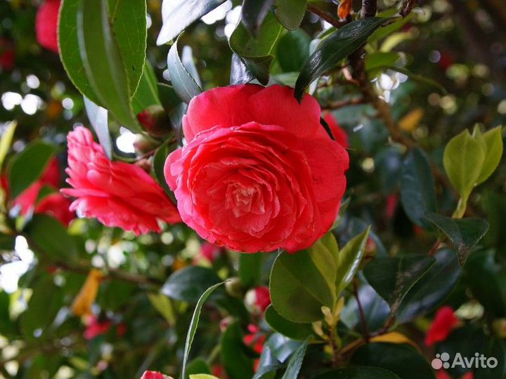 Экскурсия — Батуми — Необычная экскурсия по Батумс