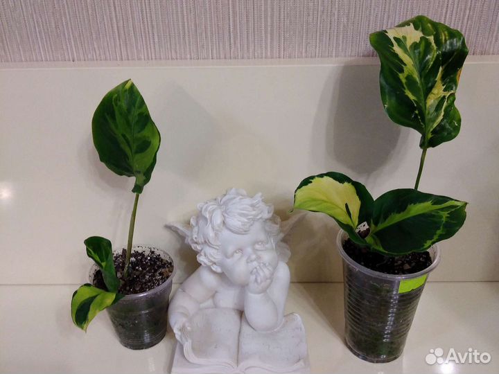 Марантовые