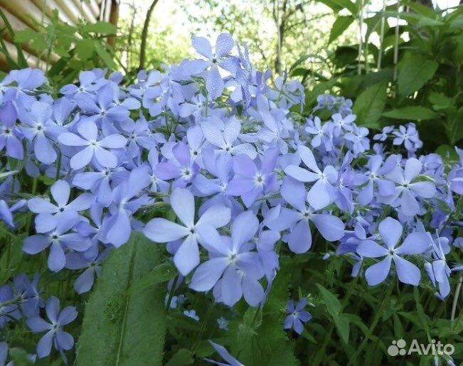 Флоксы, тюльпаны, птицемлечник