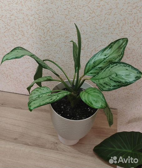 Аглаонема Мария-Кристина