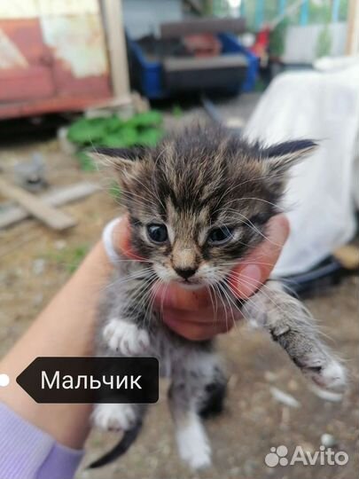 Котята в добрые руки