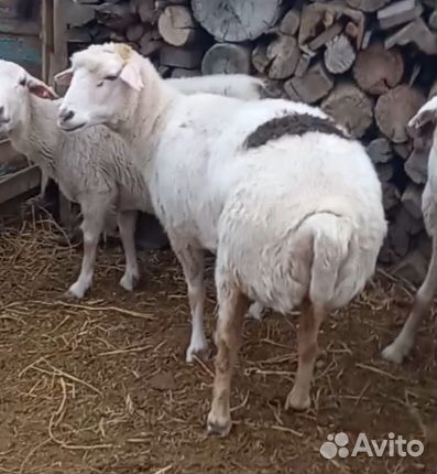 Курдючные бараны овцы. Торг. Торг