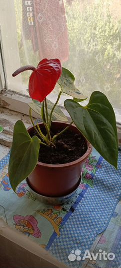 Комнатные цветы антуриум