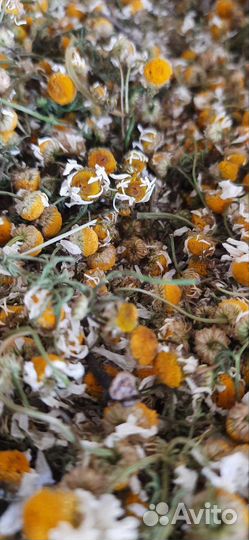 Ромашка аптечная