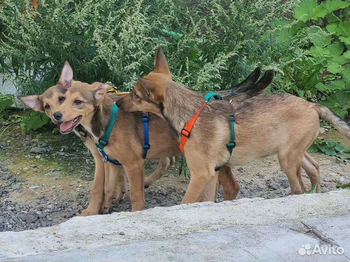 Собака в добрые руки щенки