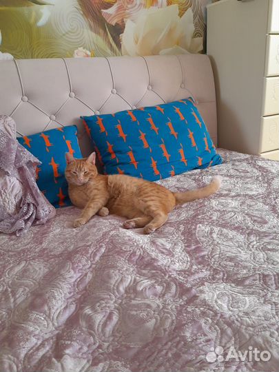 Рыжий котик