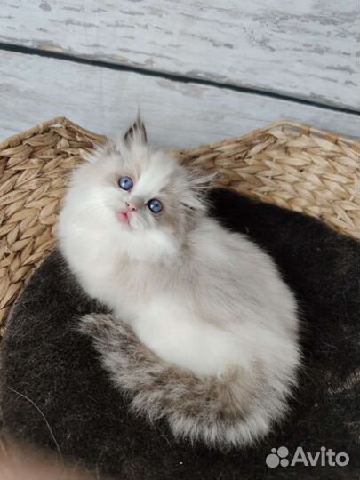 Шоу класс в разведение, девочка Samantha