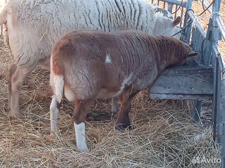 Баран катумский