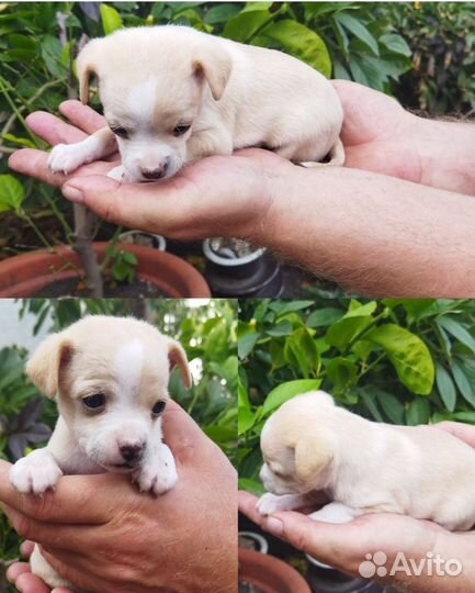 Щенки чихуахуа девочки