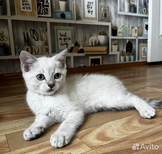 Котенок 3 месяца